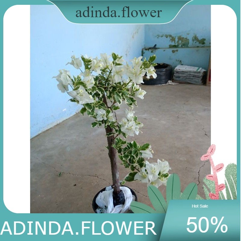 tanaman hias bugenvil varigata putih berbunga