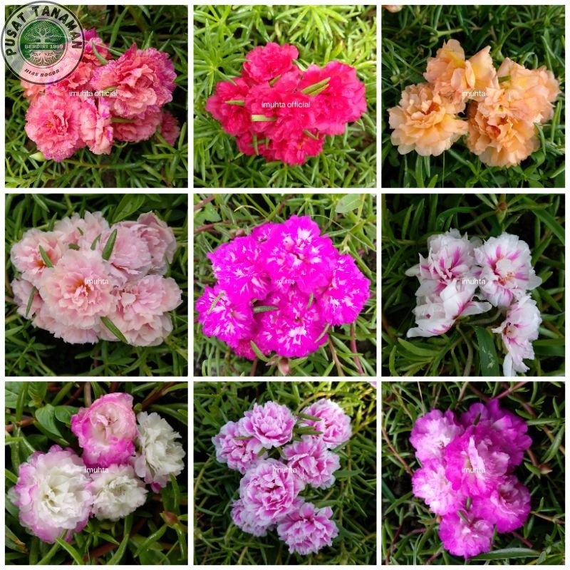20 Krokot mix Tumpuk Lengkap warna warni sudah berakar