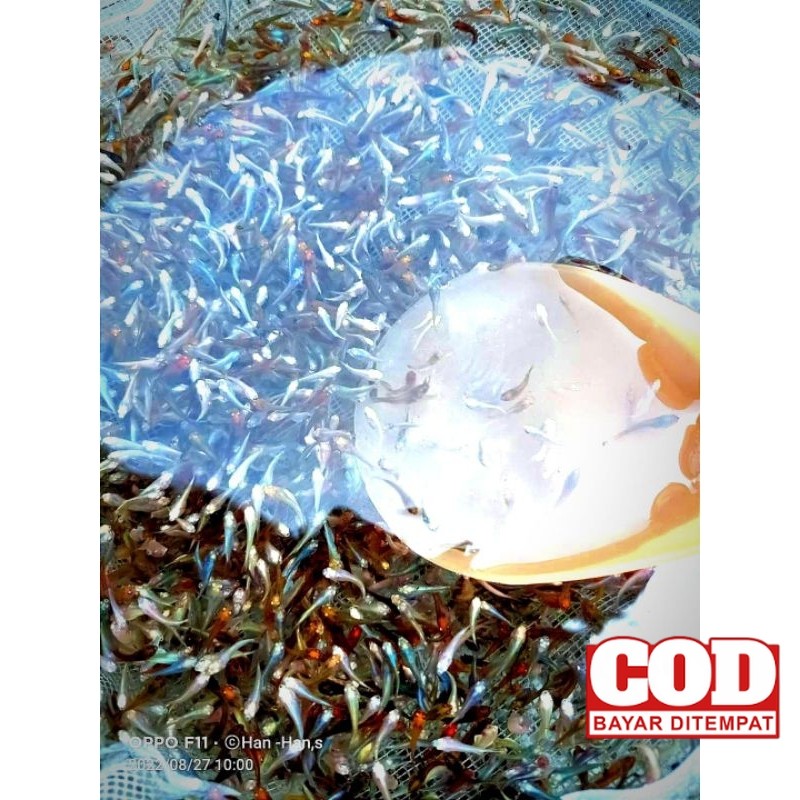 hiasan Bibit Burayak Cupang Halfmoon Berkualitas Bonus Pakan