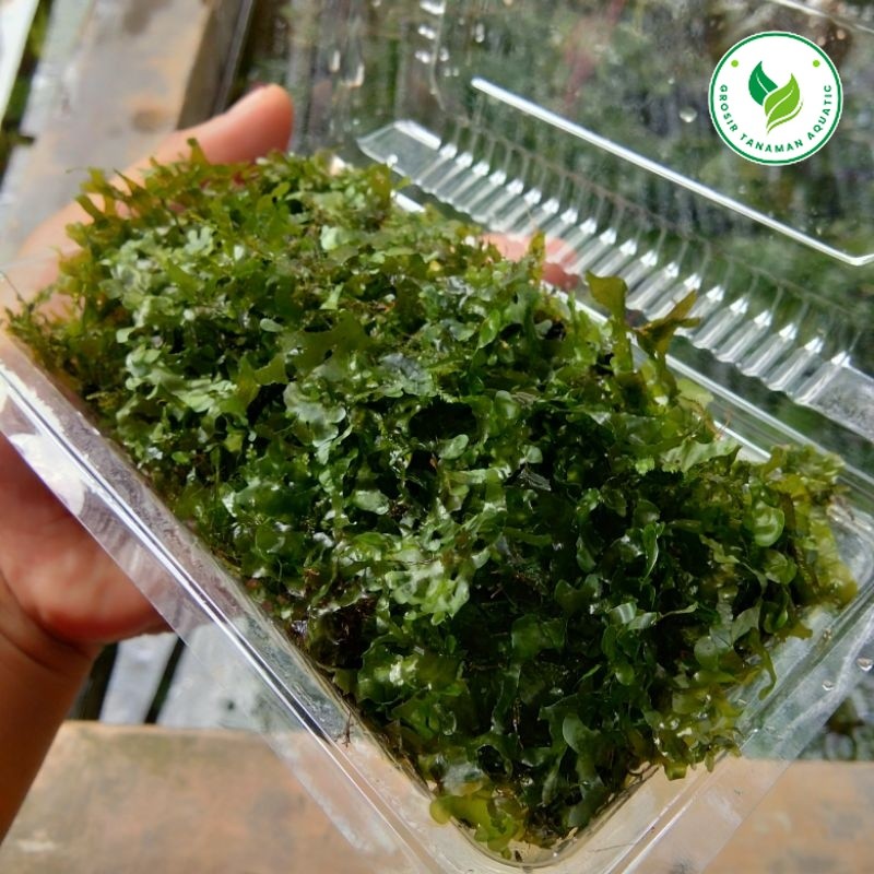 Moss Pelia Tanaman Aquascape Hiasan Aquarium Aksesoris Aquascape Tanaman Hidup