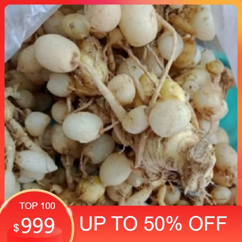 

Kunyit Putih Gombyok (Kaempferia Rotunda) Segar 500 gram