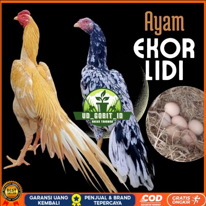 

telur ayam ekor lidi asli original bisa untuk di tetaskan UD_GOBIT_ID