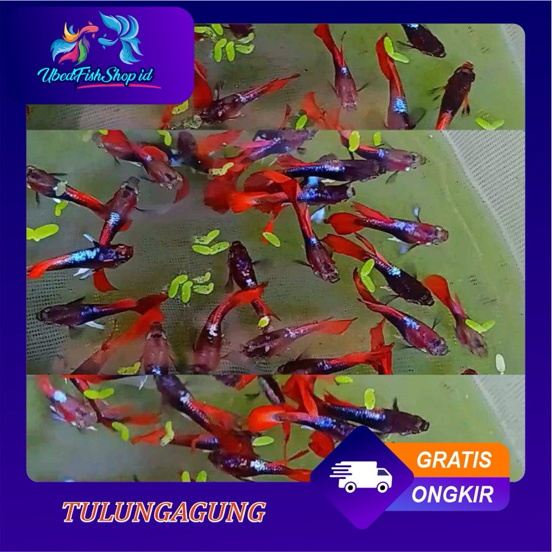 

stiker anomali hiasan aquarium guppy merah paket hemat 15 jantan dan betina