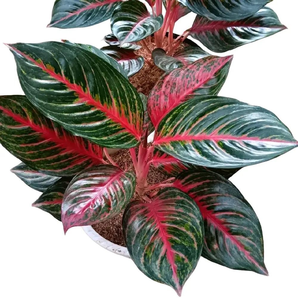 Tanaman Hias Aglonema Red Borju - Aglonema red Borju