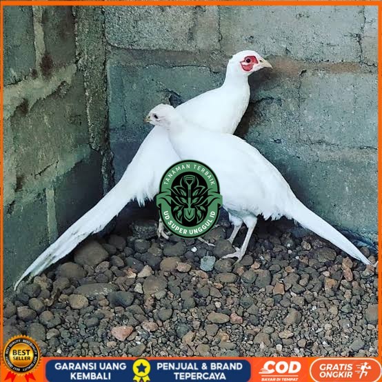

Telur ayam hias ringneck white pheasant fertil asli UD_SUPER_UNGGUL_ID