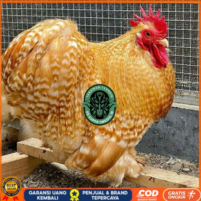 

TELUR AYAM BANTAM CHOCIN UNTUK DI TETASKAN UD_SUPER_UNGGUL_ID