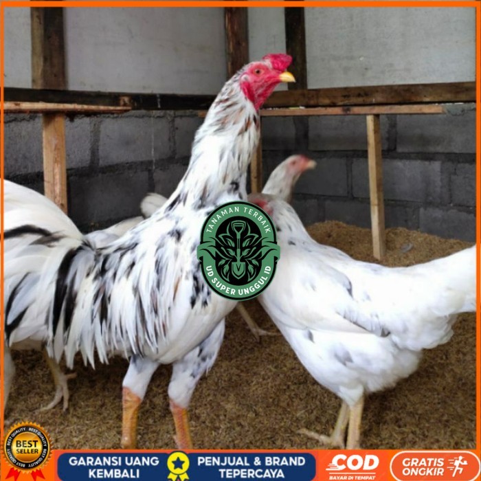 

Telur ayam fertil sensi petelur handal siap ditetaskan - ayam sensi UD_SUPER_UNGGUL_ID