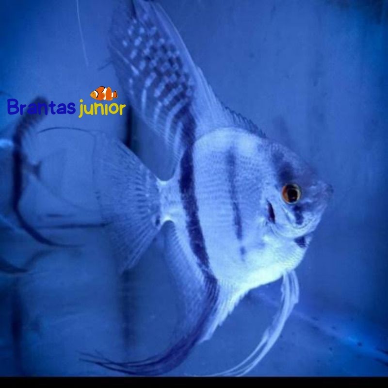 ikan manfish blue pinoy|ikan hias aquascape|ikan tank mate|ikan air tawar angel