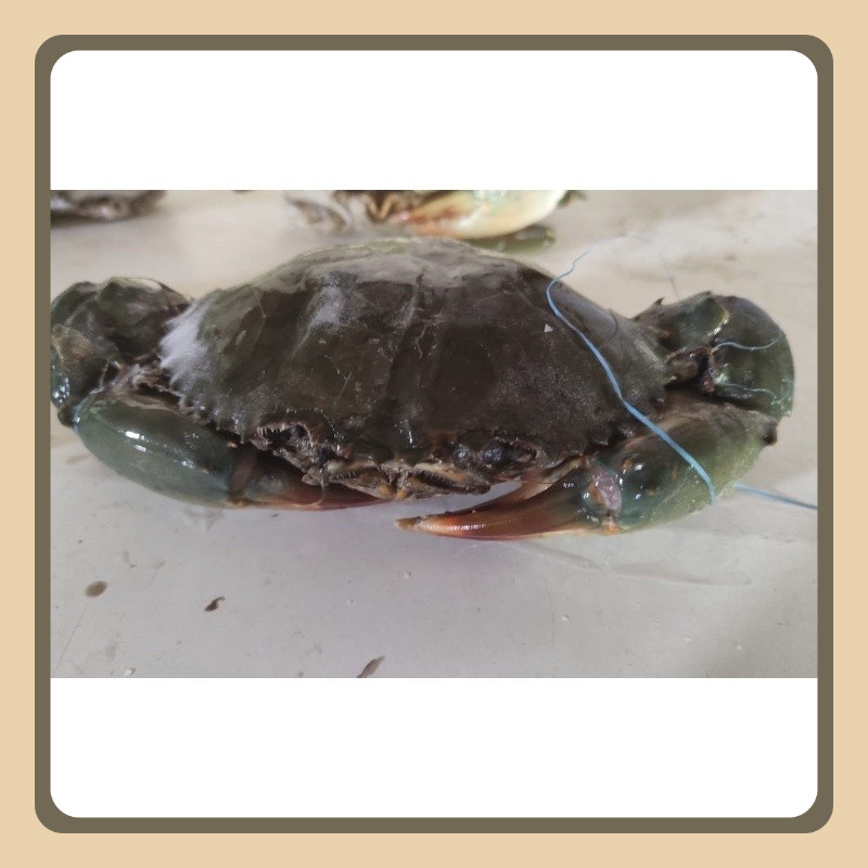 

KEPITING BAKAU FRESH FROZEN 1KG