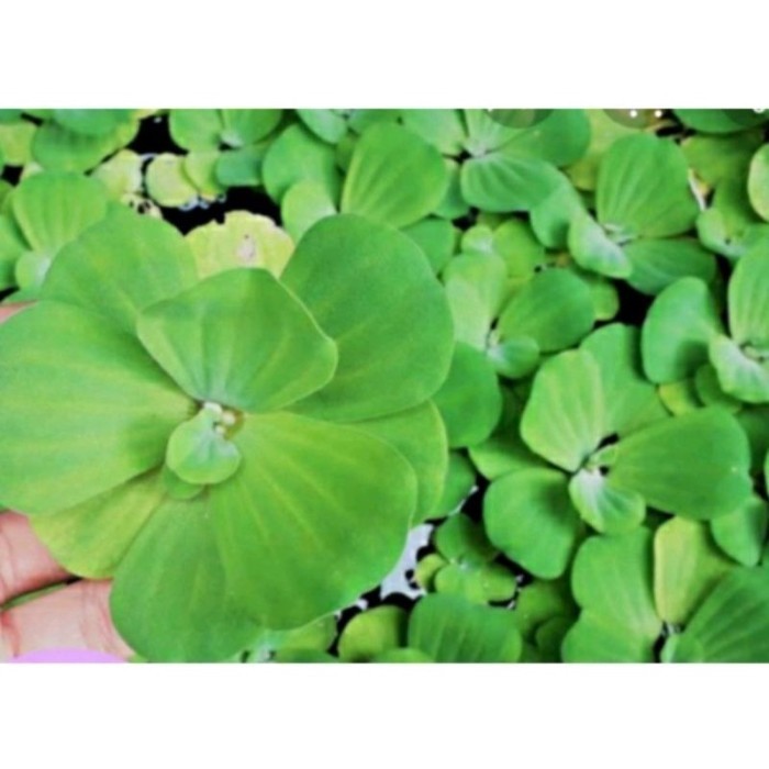 

silahkan 10 pcs Tanaman apu apu aquascape / apu apu mini penyerap amoniak ...