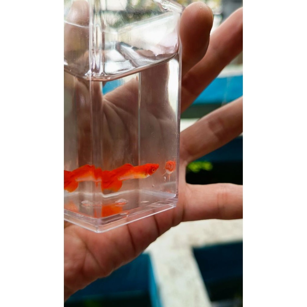 H hiasan Albino King Koi Guppy albino king koi hiasan akuarium king koi guppy sepasang