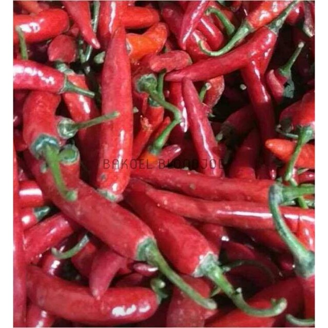

CABE MERAH BESAR / LOMBOK / CHILI / FRESH VEGETABLES / VEGETABLE / SAYUR SAYURAN SEGAR/ BUMBU DAPUR