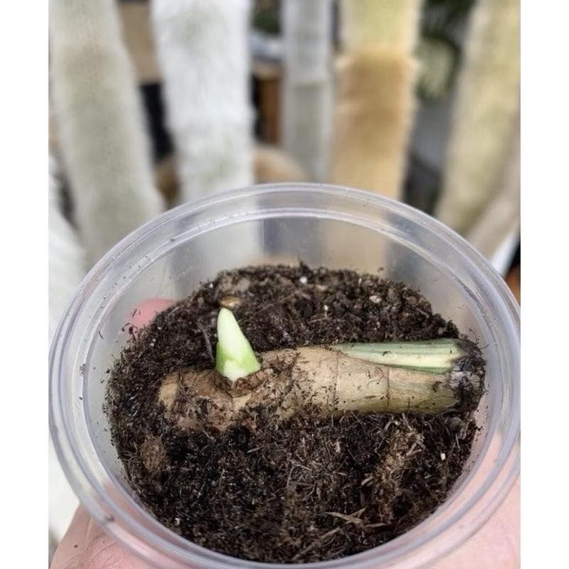 Promo bibit bonggol variegata bibit monstera variegata