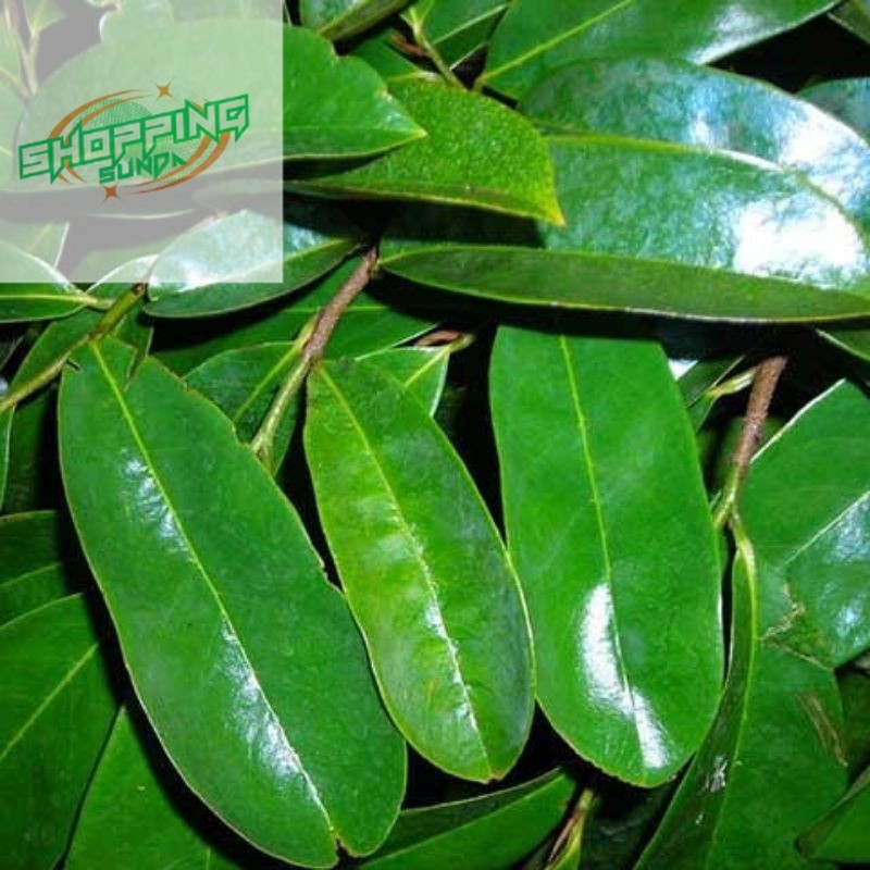 

daun sirsak tua segar per 60 lembar segar
