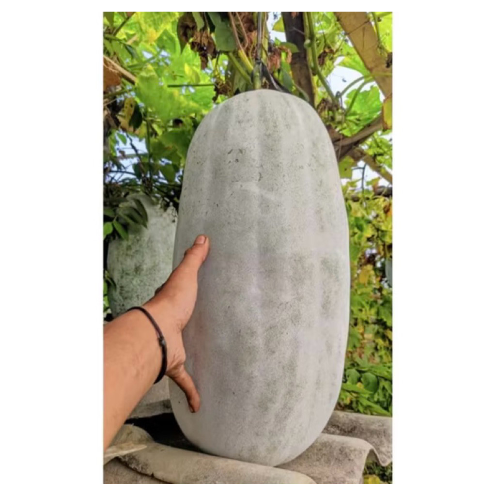 

[ PAKET 1 - 1,5 KG ] BUAH BLIGO / BUAH KUNDUR / WINTER MELON