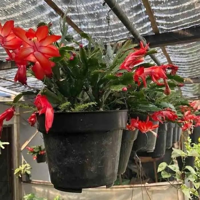 MURAH tanaman bunga Wijaya Kusuma dewasa super lebat