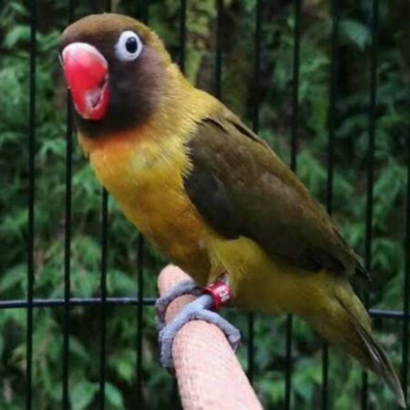LOVEBIRD OLIVE burung love bird olip