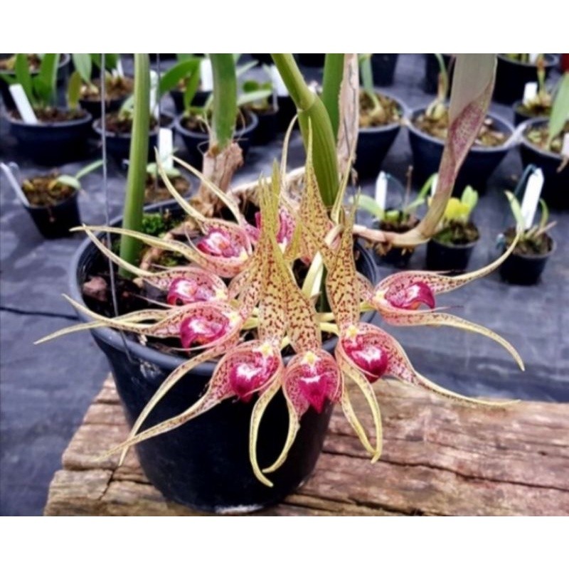 Anggrek hutan bulbophyllum binnendijkii bunga cantik - per daun / bulb