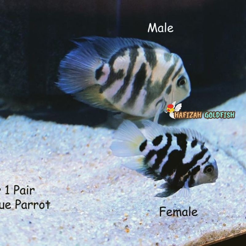 blue polar PAKET SEPASANG blue polar sepair, hiasan aquarium ikan blue polar, betina dan jantan