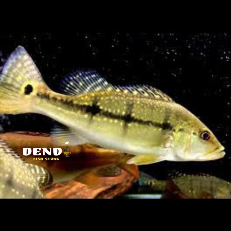 Pbass xingu pure Size 6-7cm realsize pilihan bergaransi COD pbass orinoco pbass pinima good Marking 