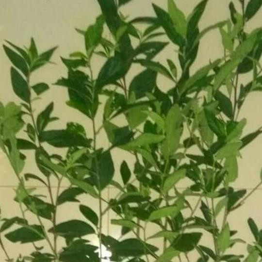 

Daun sidauri jantan segar