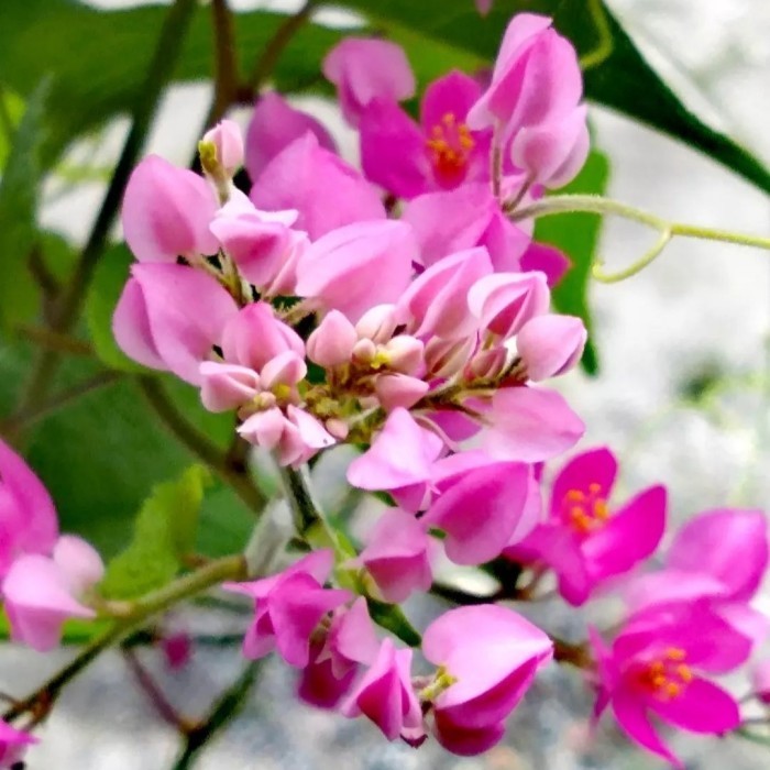 bibit tanaman rambat air mata pengantin | bunga air mata pengantin