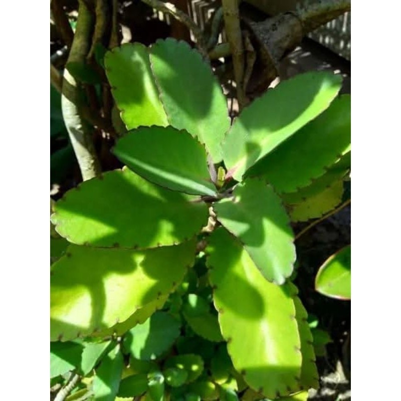 

daun cocor bebel/daun buntiris segar 500gram K. D Jaya J.Y.A