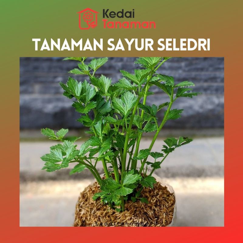 Tanaman Hidup Sayur Seledri - Bibit Tanaman Polybag Daun Seledri - Daun Celery