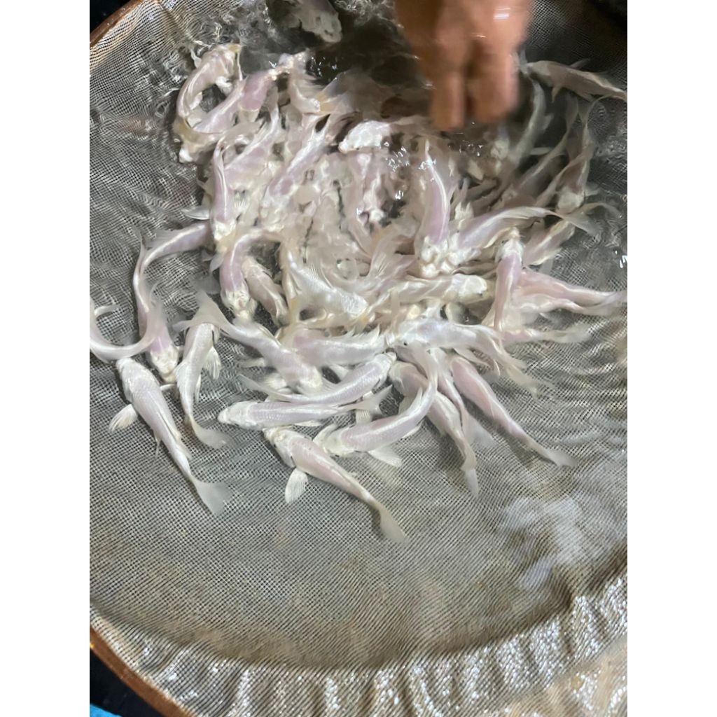 [BONUS PAKAN] Paket 1 Ekor Koi Platinum Slayer Putih Salju Size 7-8cm