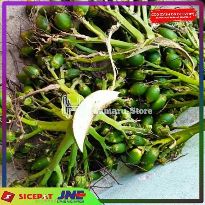 

Buah Pinang Muda 1Kg l Pinang Perkasa l Herbal Buah Jambe Atau Pinang