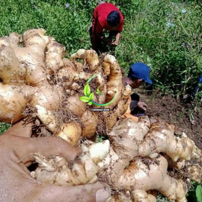 

Kunyit Jahe Gajah Big 500gram