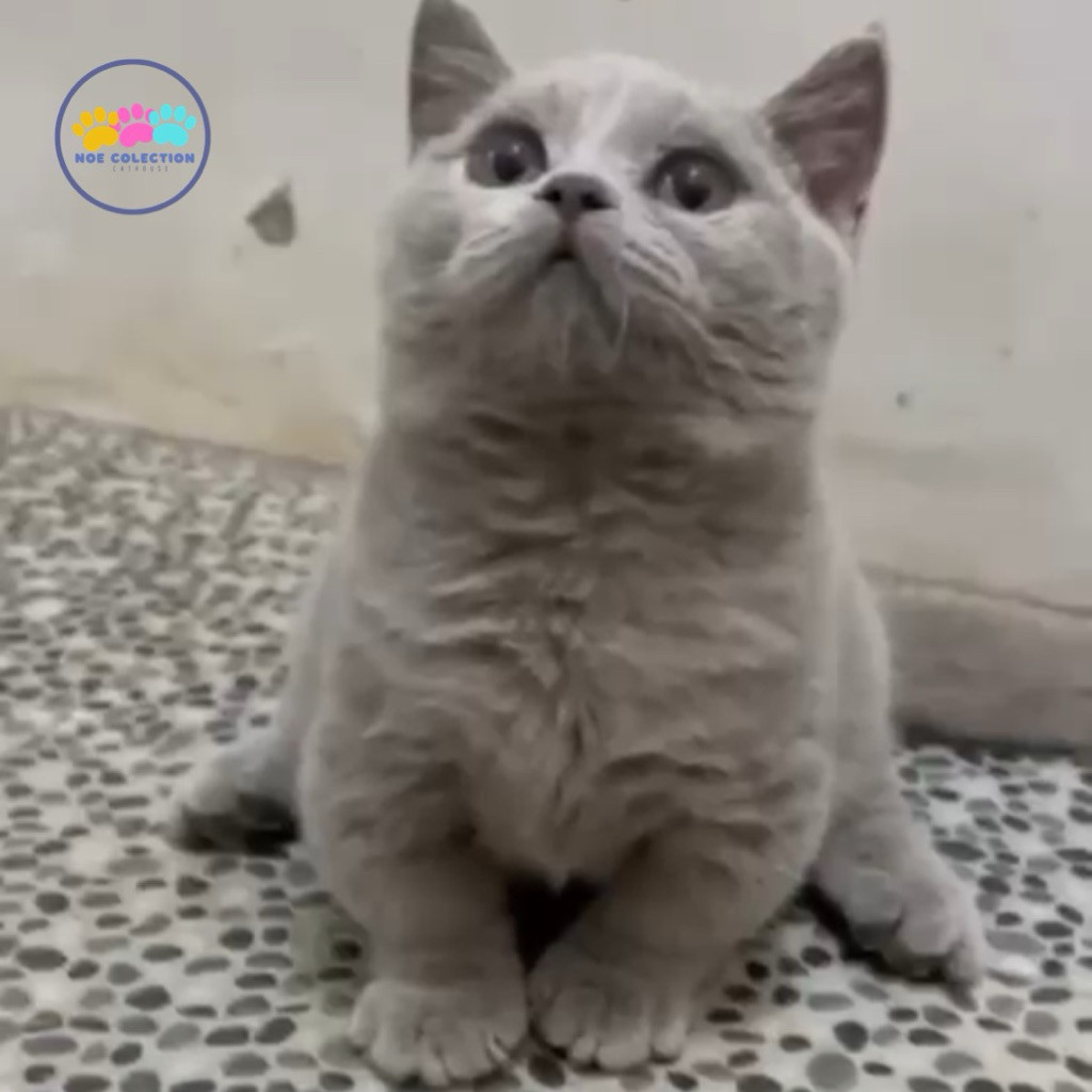 kucing bsh munchkin / kucing cebol jantan lilac