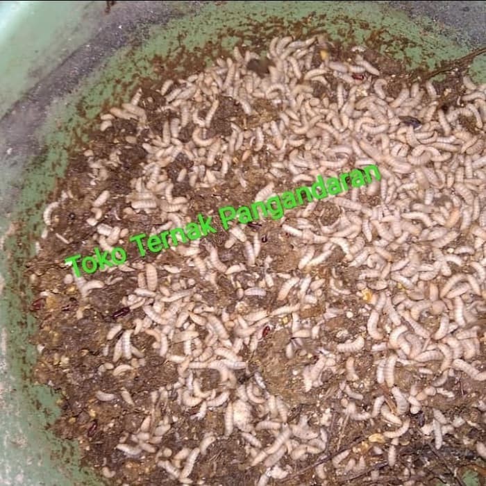 

Umpan Galatama Lele 1kg