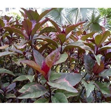 

Daun Handeuleum Sieum- Obat Wasir dan Ambeien