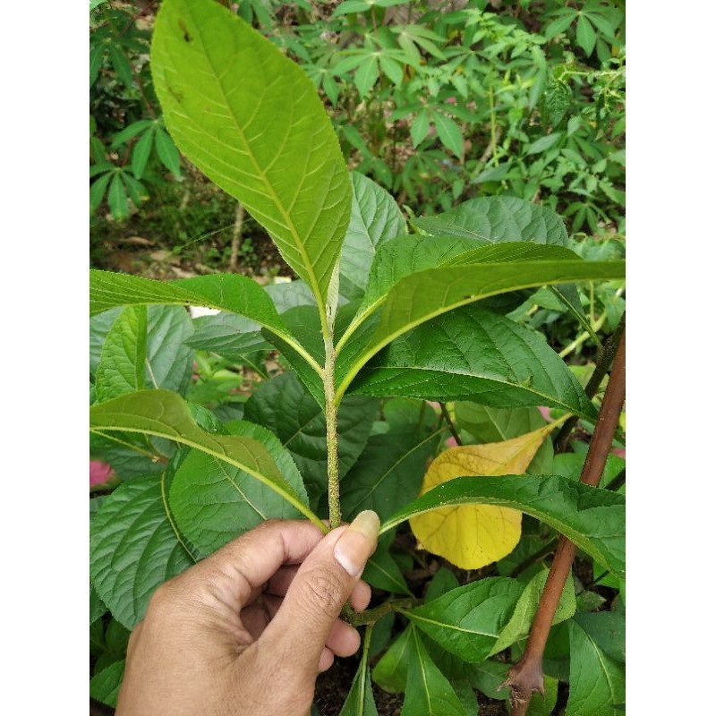 

Gelaskosong11 daun sambung nyawa segar obat herbal murah/100 gram