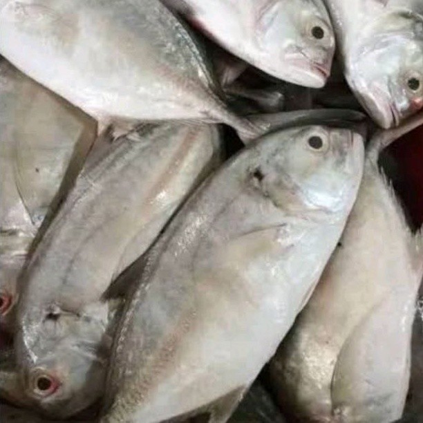 

Ikan Kuwe Bongkok Kuwe Tengkek Segar Seafood Hasil Laut Segar 1 Kg