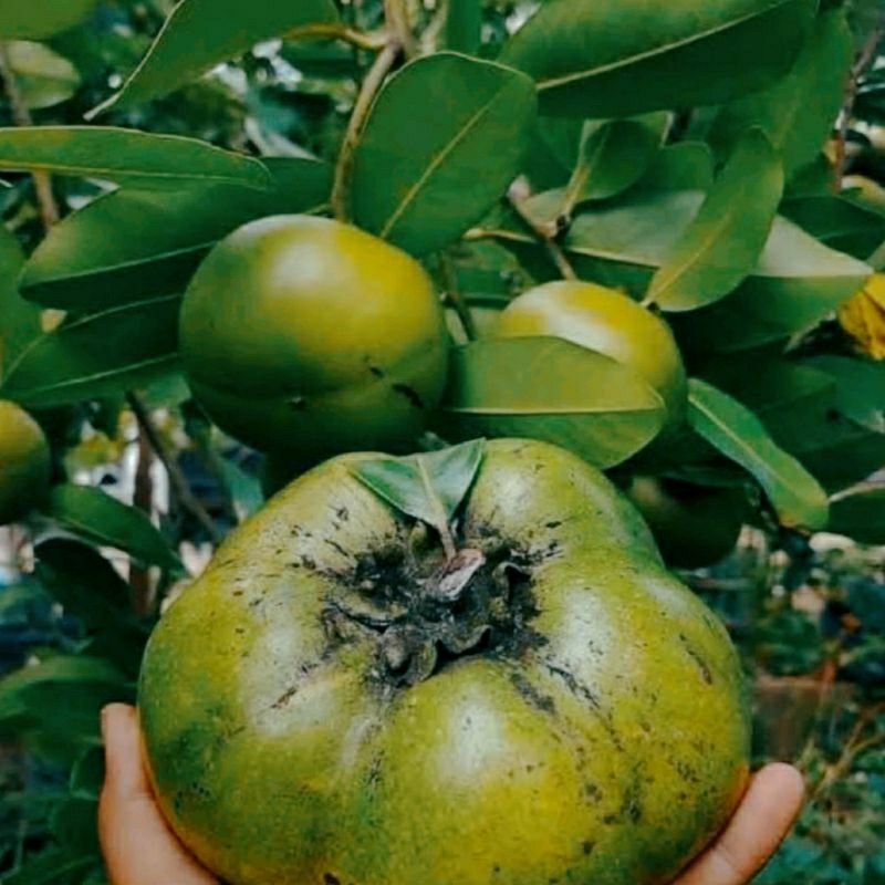 Bibit Black Sapote