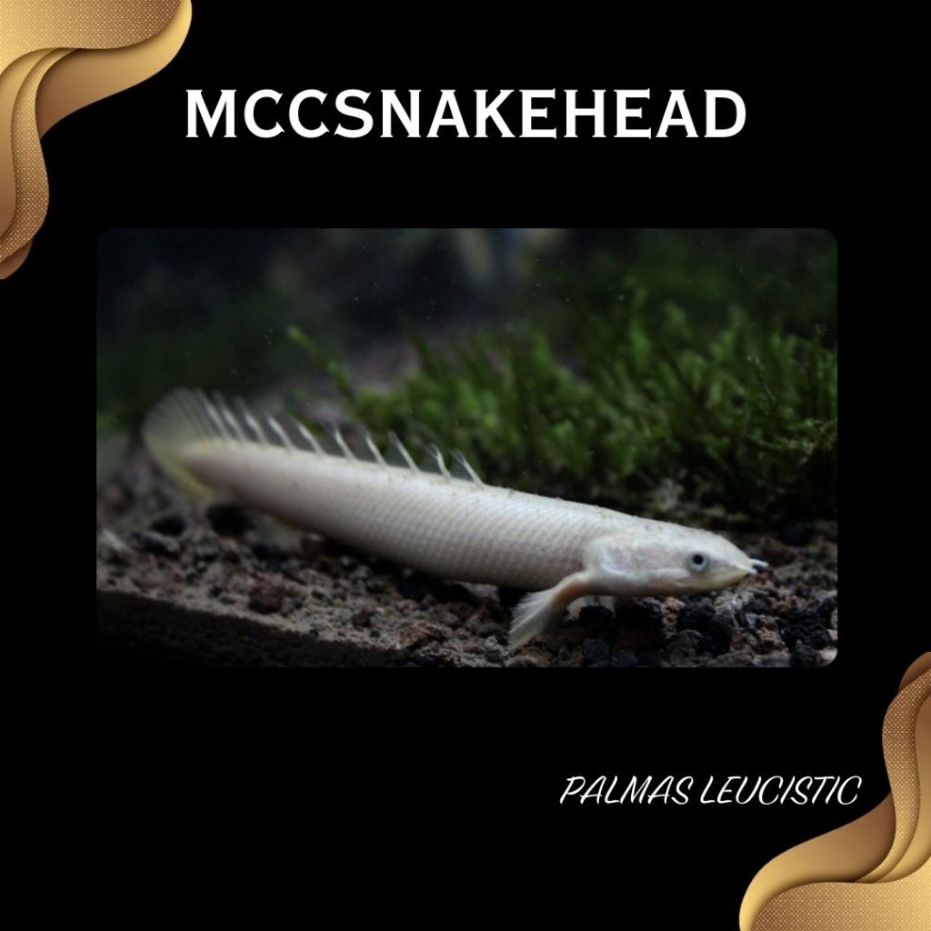 PALMAS LEUCISTIC Senegalus | Koleksi Polypterus Albino Gold Black Eye - Berkualitas Bergaransi (COD)