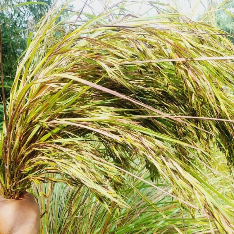

Jual Bunga kembang sereh manyah sereh hutan segar per 300grm