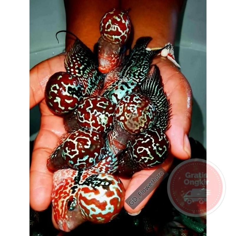 single Burayak Louhan Kamfa F2 Super Red Thailand