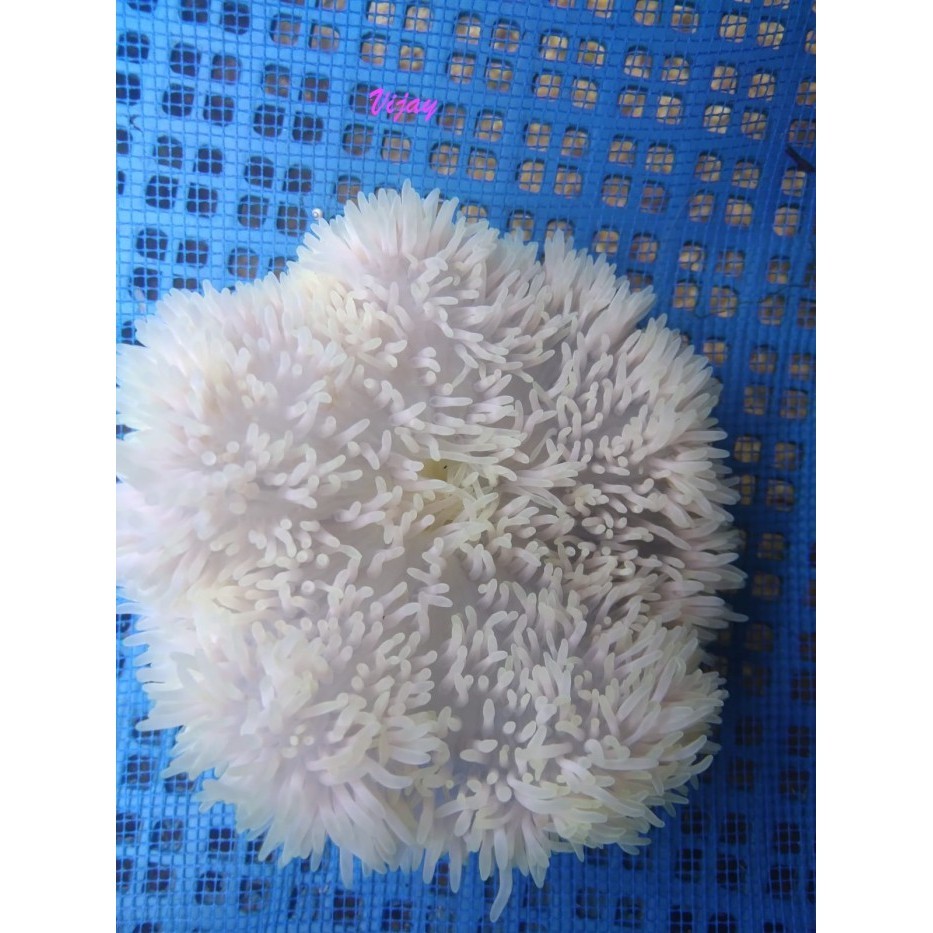 PROMO TERBATAS ANEMON Karpet - Terumbu Karang Rumah Ikan Nemo