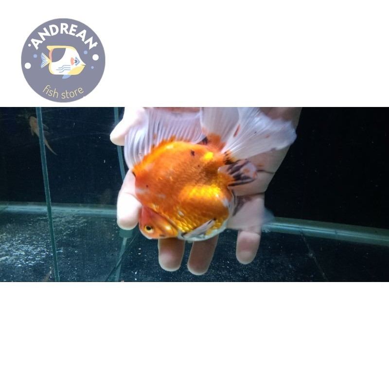 Big sale ikan koki ryukin perlengkapan akuarium