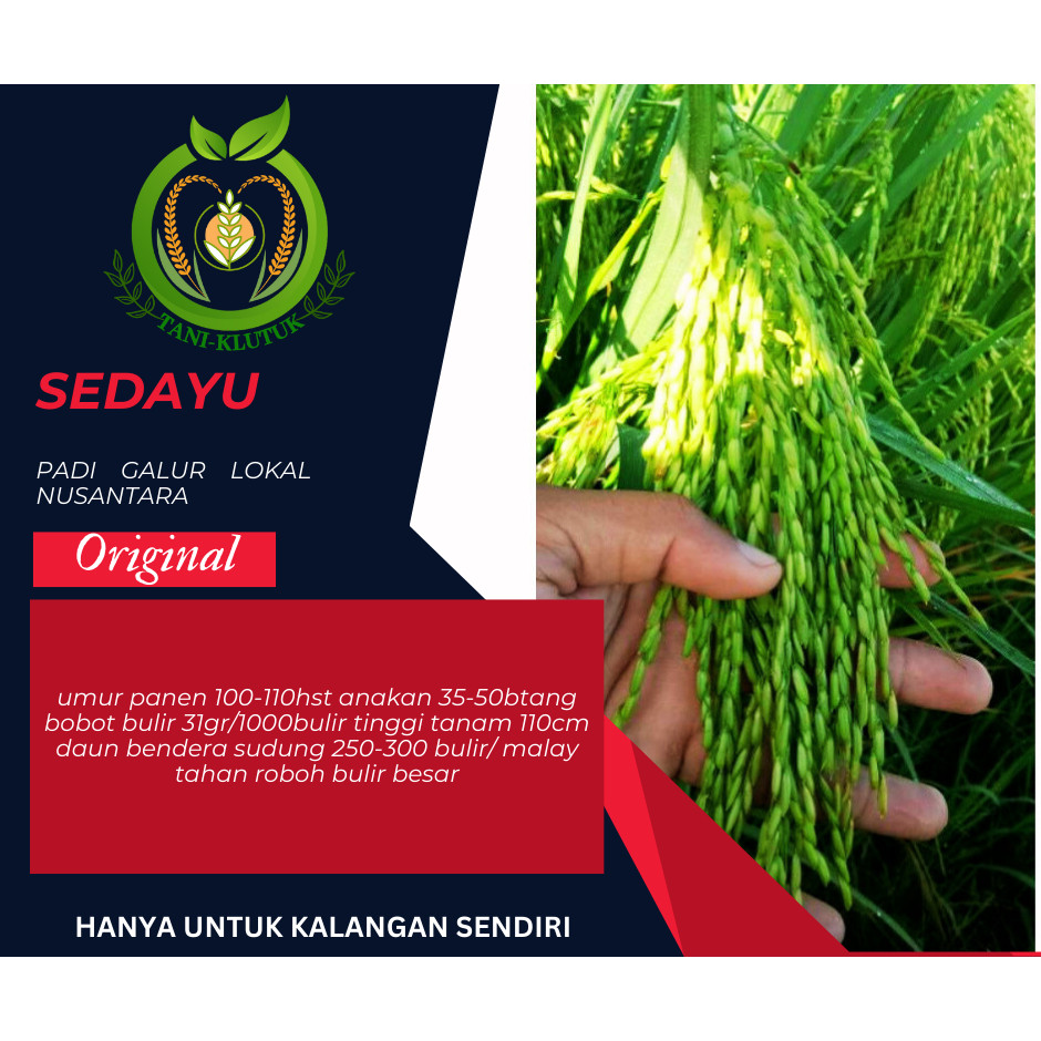 Benih/BIBIT padi sedayu original kemasan 5kg ORIGINAL PRODUK