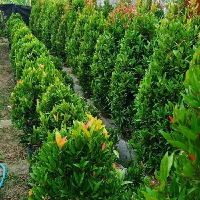 tanaman hias pucuk merah tinggi 1 meter - pohon pucuk merah