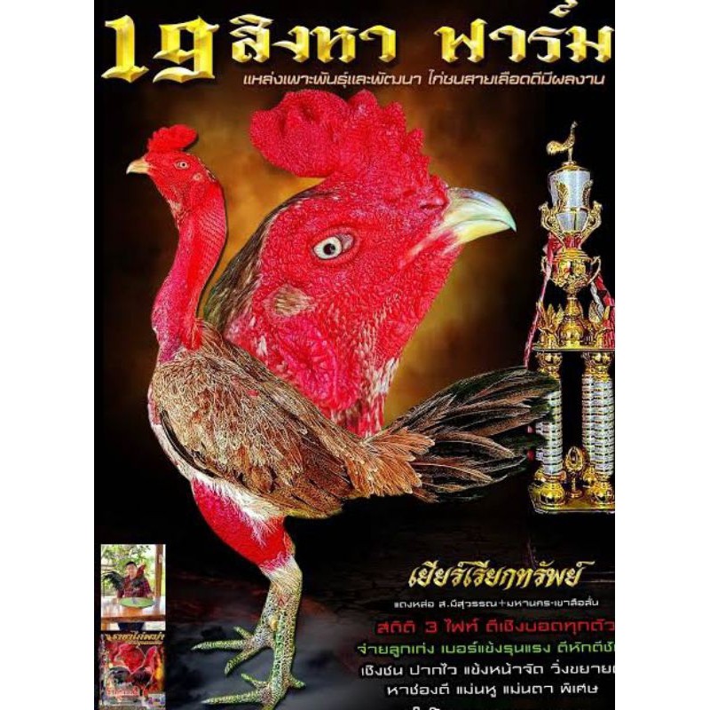 Telur fertil ayam aduan pama / mangon trah import