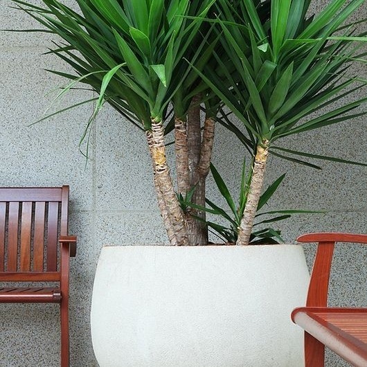 Tanaman pandan bali/tanaman hias pandan bali