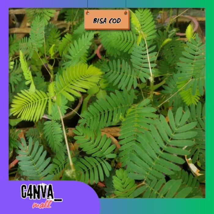 

Tanaman Putri malu murah