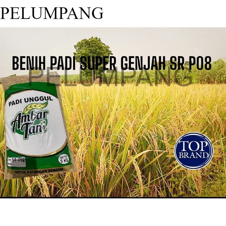 PADI DAN BENIH Benih Padi SR-P08 ULTRA GENJAH