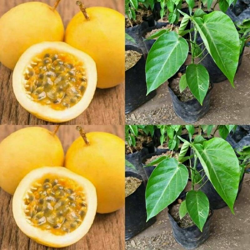 Bibit Tanaman Buah Markisa Konyal Manis Orange/Markisa Madu