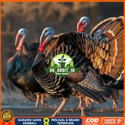 

Telur ayam kalkun jumbo / telur ayam hias / telur fertil siap cod UD_GOBIT_ID
